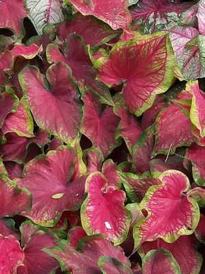 Caladium Tiki Torch